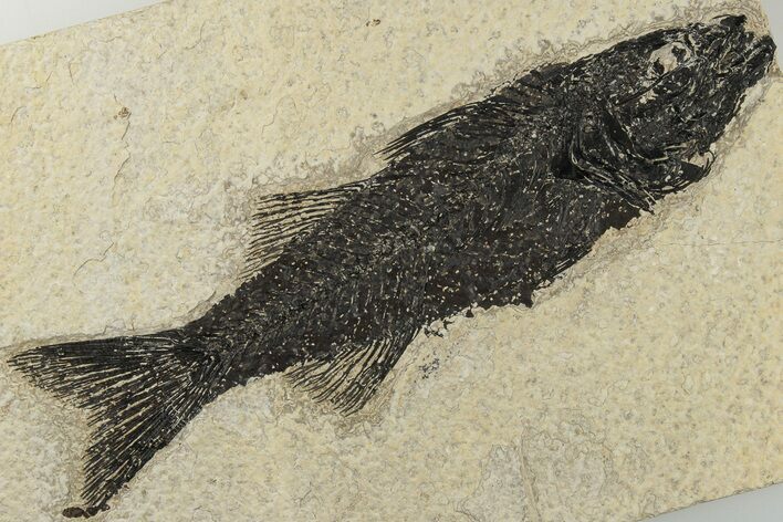 Uncommon Fish Fossil (Mioplosus) - Wyoming #198112
